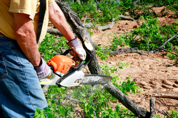 Best Tree Stump Removal  in Wetumpka, AL